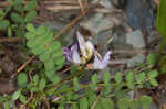 Englemann's milkvetch